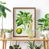 AERY BOTANICAL 200ML REED DIFFUSER CITRUS TONIC